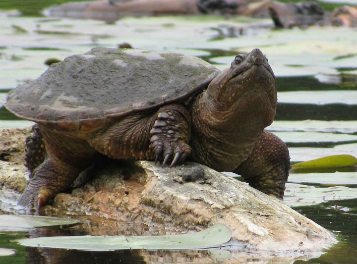 Common Snapping Turtle